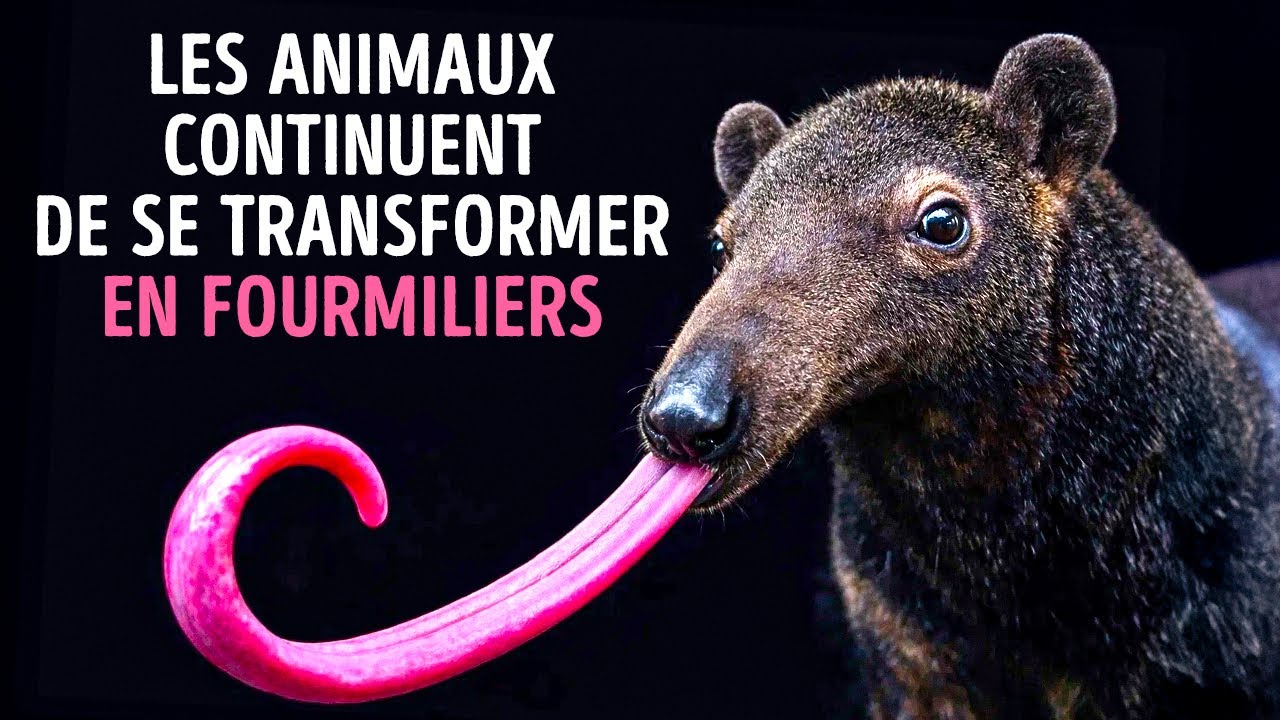 Pourquoi les mammifères continuent-ils à évoluer en fourmiliers