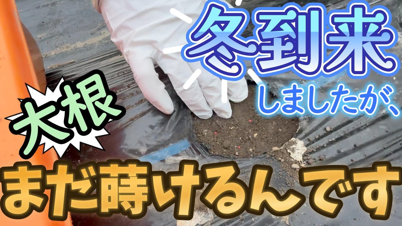 【12月】【大根種まき】大根収穫した場所に、もう一回大根種まきしました。【三太郎】【冬でも育つ大根】