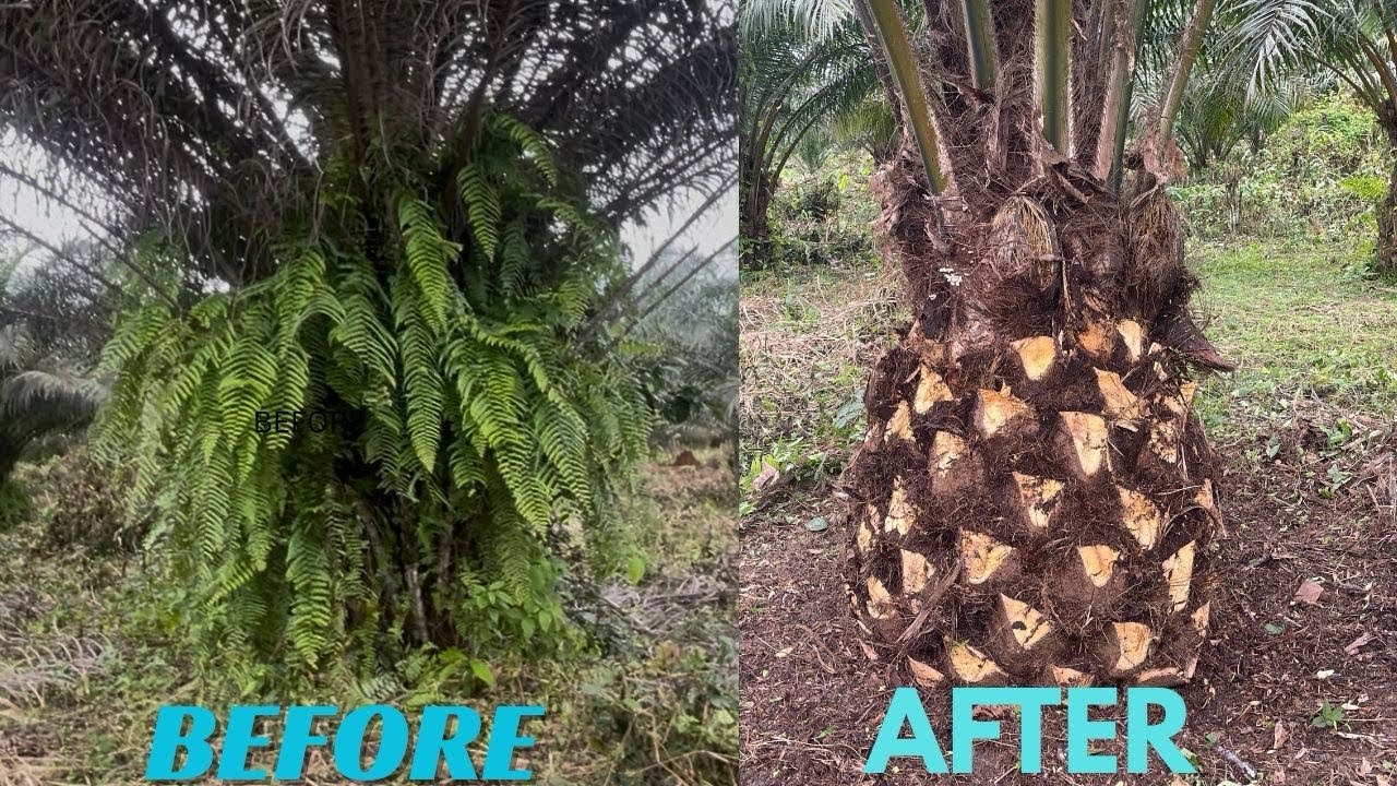Thorough oil palm tree pruning using palm cutter - palm pruning and maintenance #viral #nature