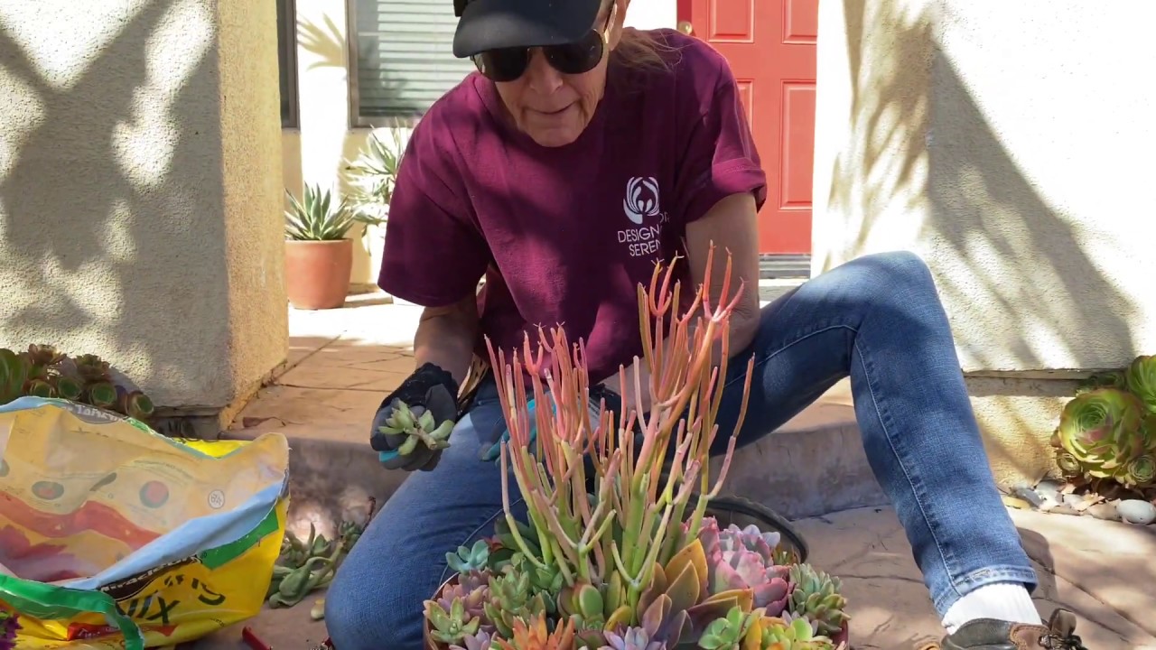 Reworking Your Tired Succulent Arrangement Before the Heat of Summer