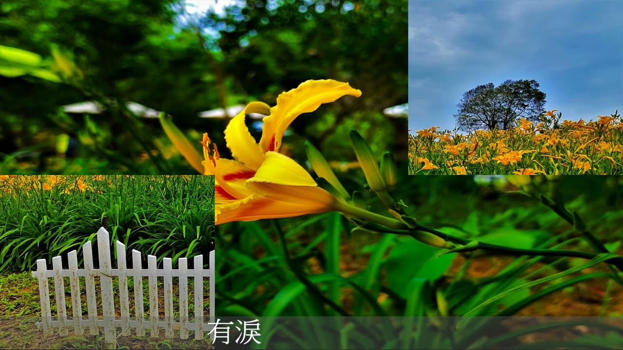 人生何處/金針花開的季節