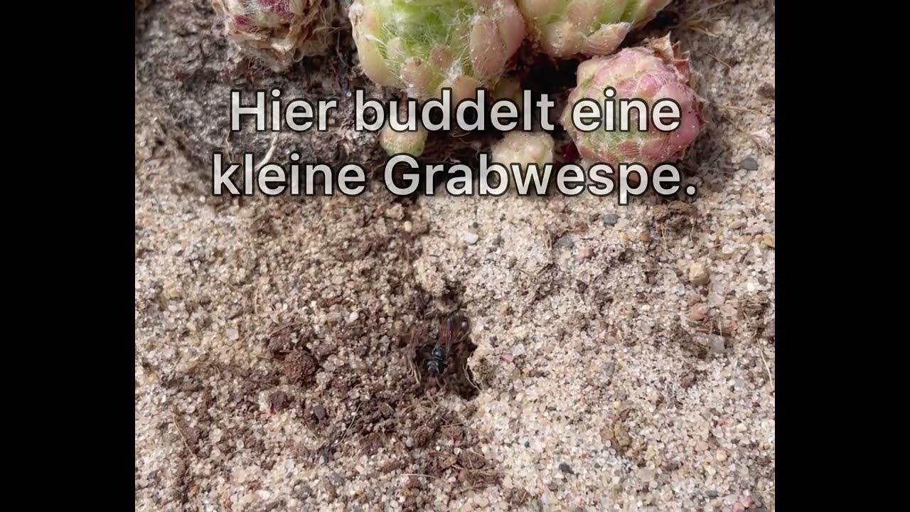 neue Grabwespe im Sandarium, Juli 2022