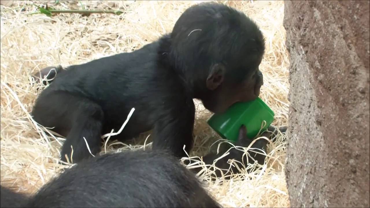 Ajabu and his Green Plastic Cup, August 2016