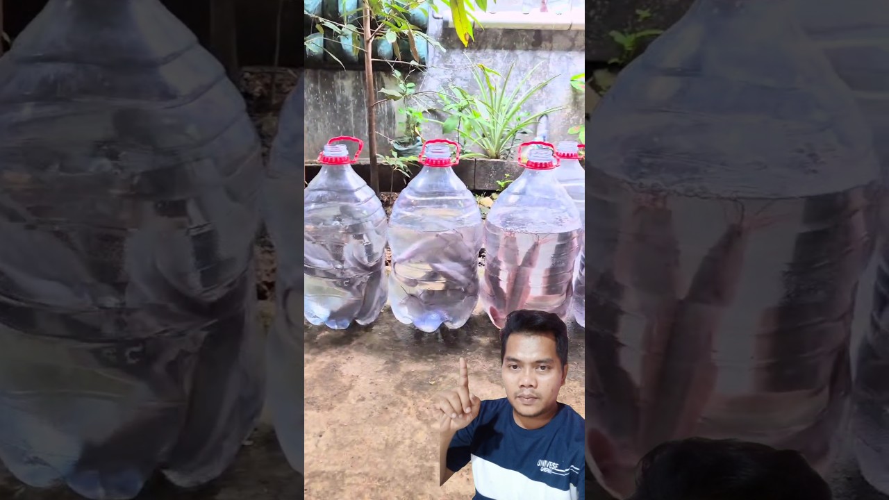 Budidaya ikan lele dalam galon #peternakan #lele #agriculture