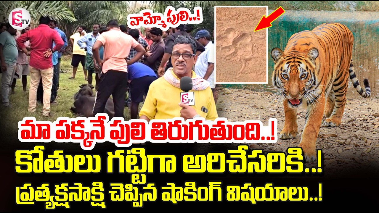 Tiger Hulchal in Rampachodavaram Song | హడాలిపోతున్న జనం | Tiger Latest News  @sumantvtirupati