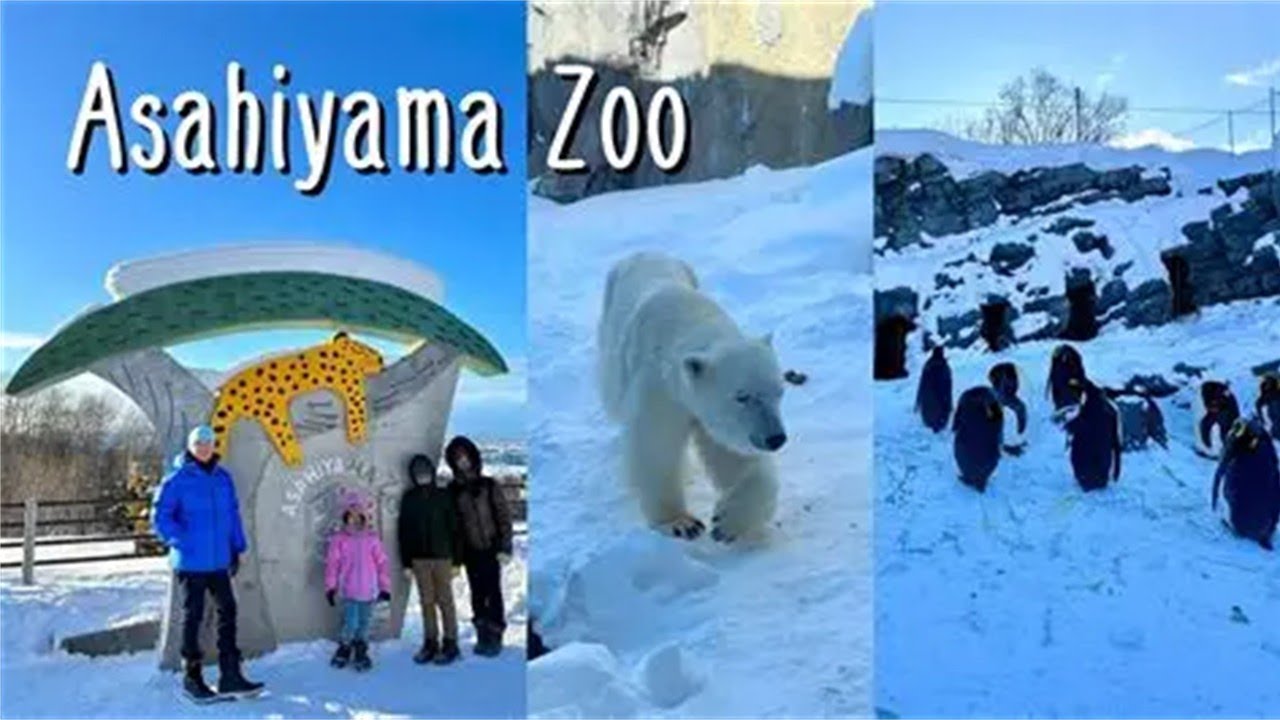Asahiyama Zoo popular for penguin walk is located in the central of Hokkaido.