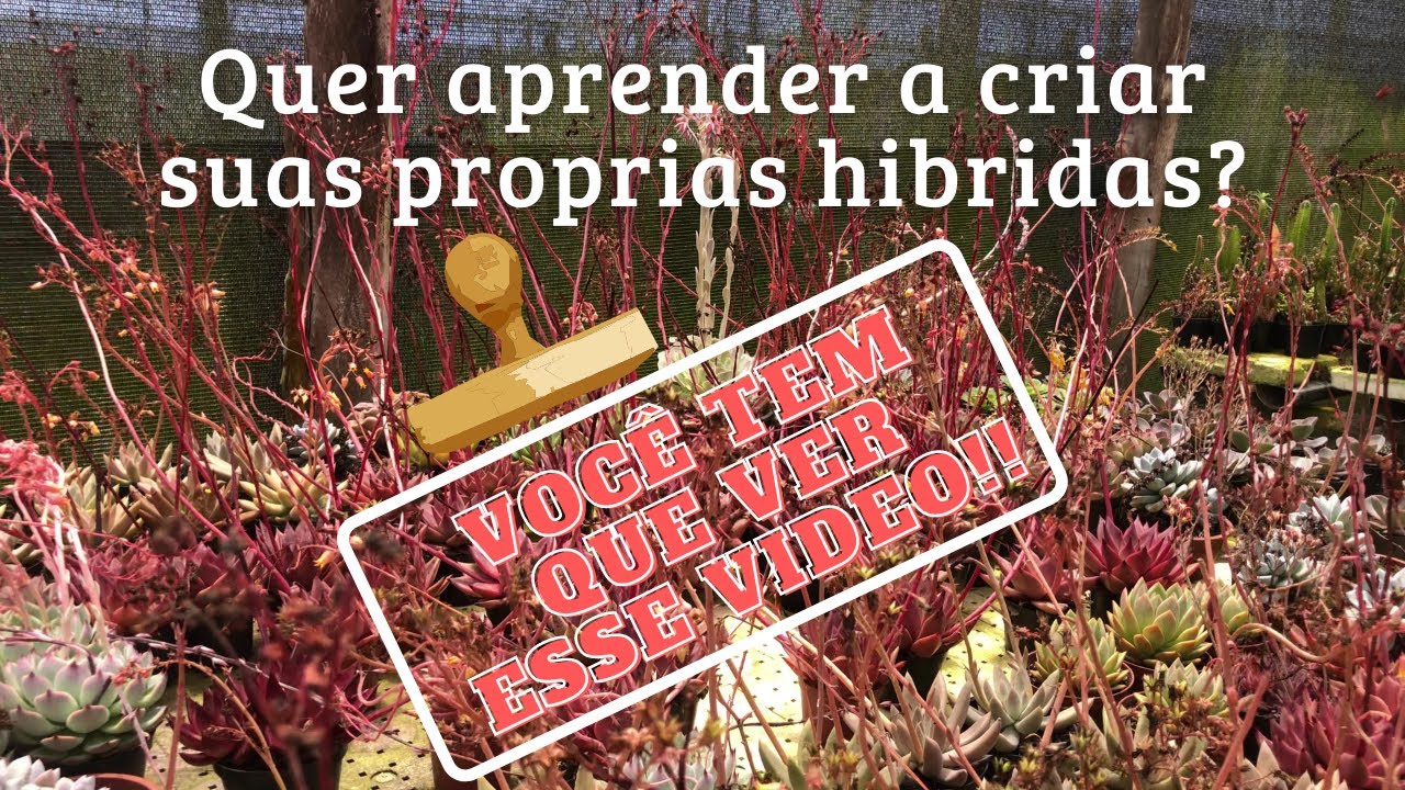Episódio 2 - Suculentando por ai - Quer aprender a criar suas próprias hibridas?