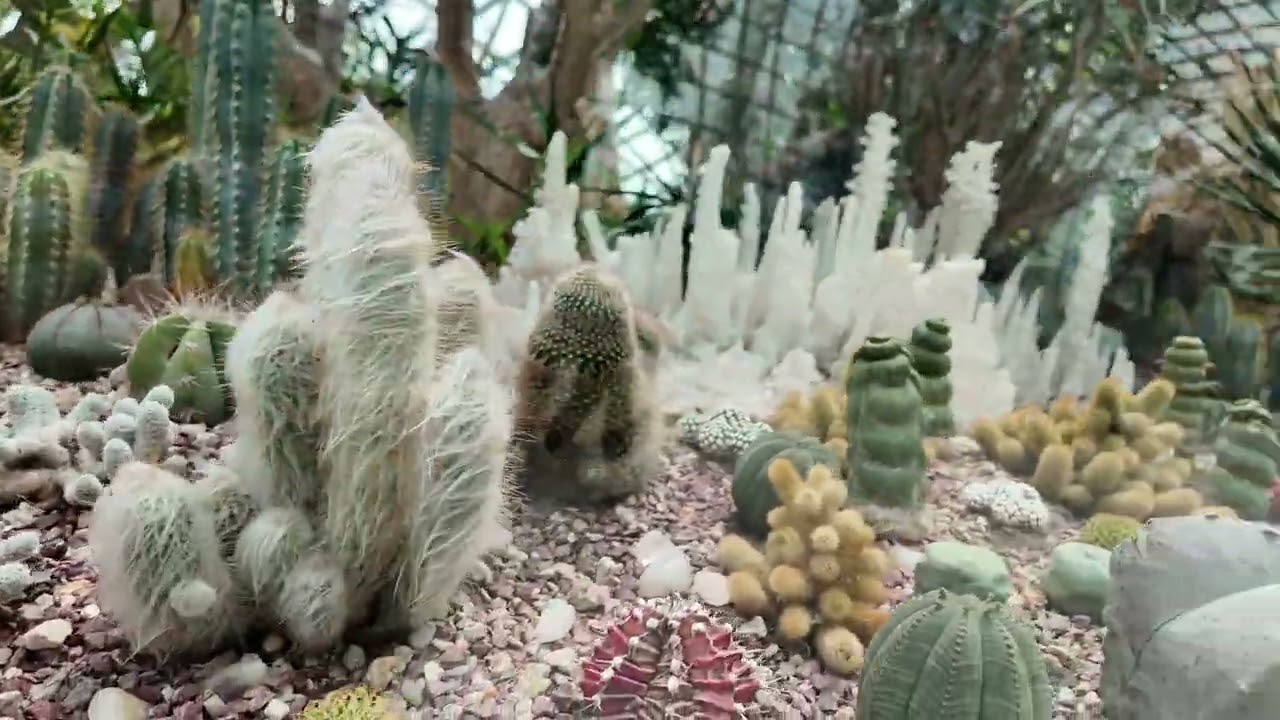 SG FLOWER DOME 7