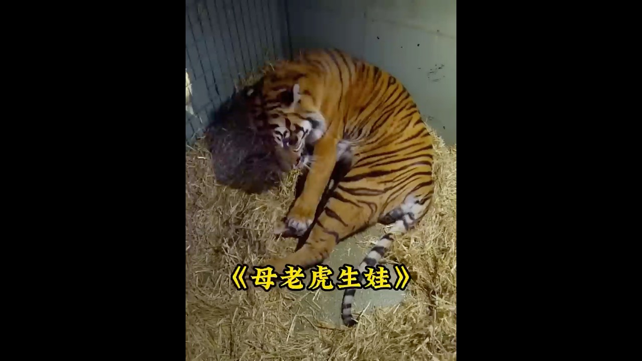 母老虎第一次生娃，宫缩带来的剧痛让它瘫倒在地 #animals #老虎  #tiger
