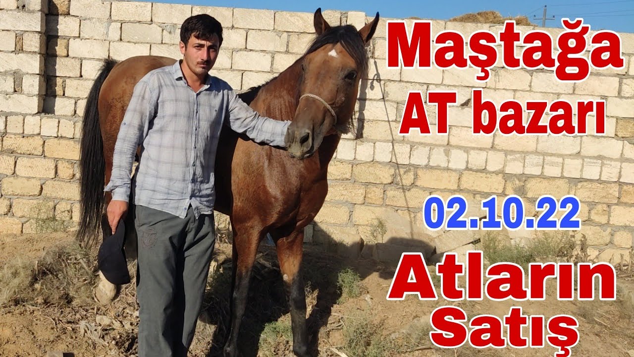 Maştağa AT bazarı #mubarizemintv #at #atyarisi #atsatisi #atyarışı