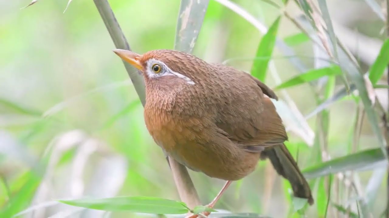 ガビチョウ 鳴き声 Hwamei 4K | 気づけば公園で囲まれていました| Birding in Japan shot on SONY a7Ⅳ
