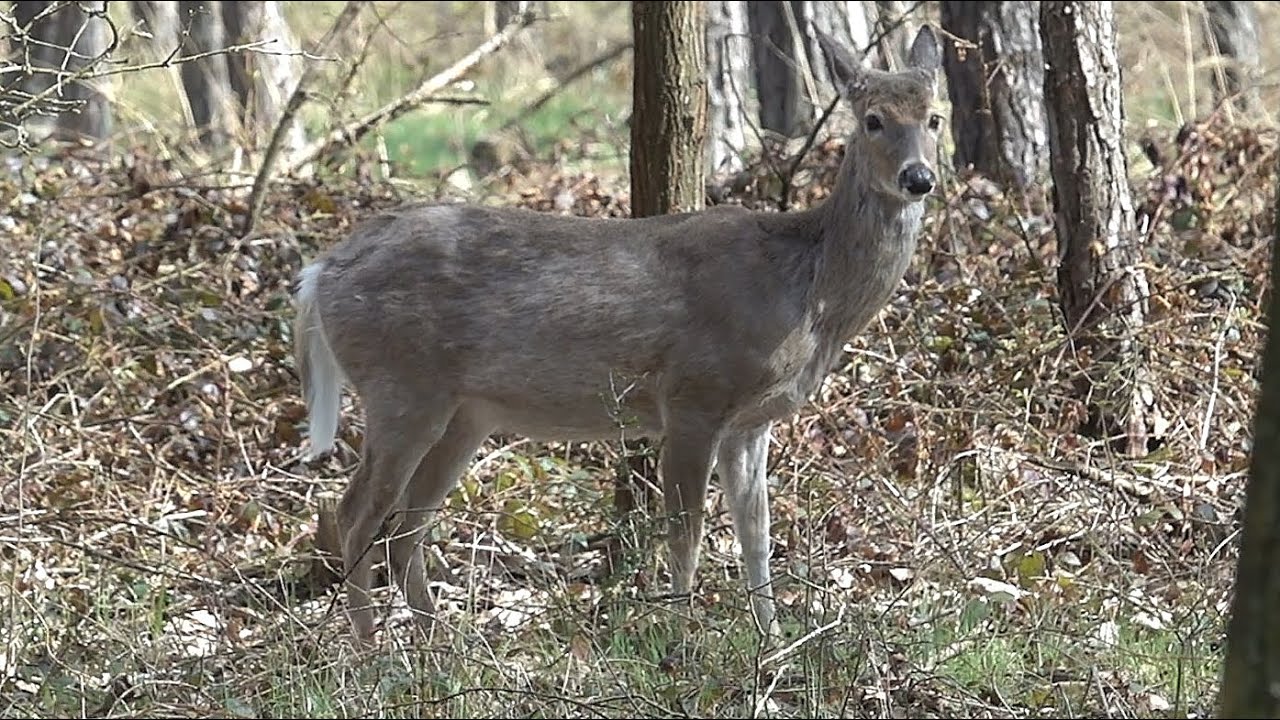 Jelenec běloocas&yacute; tak&eacute; jelenec virginsk&yacute; (Odocoileus virginianus)