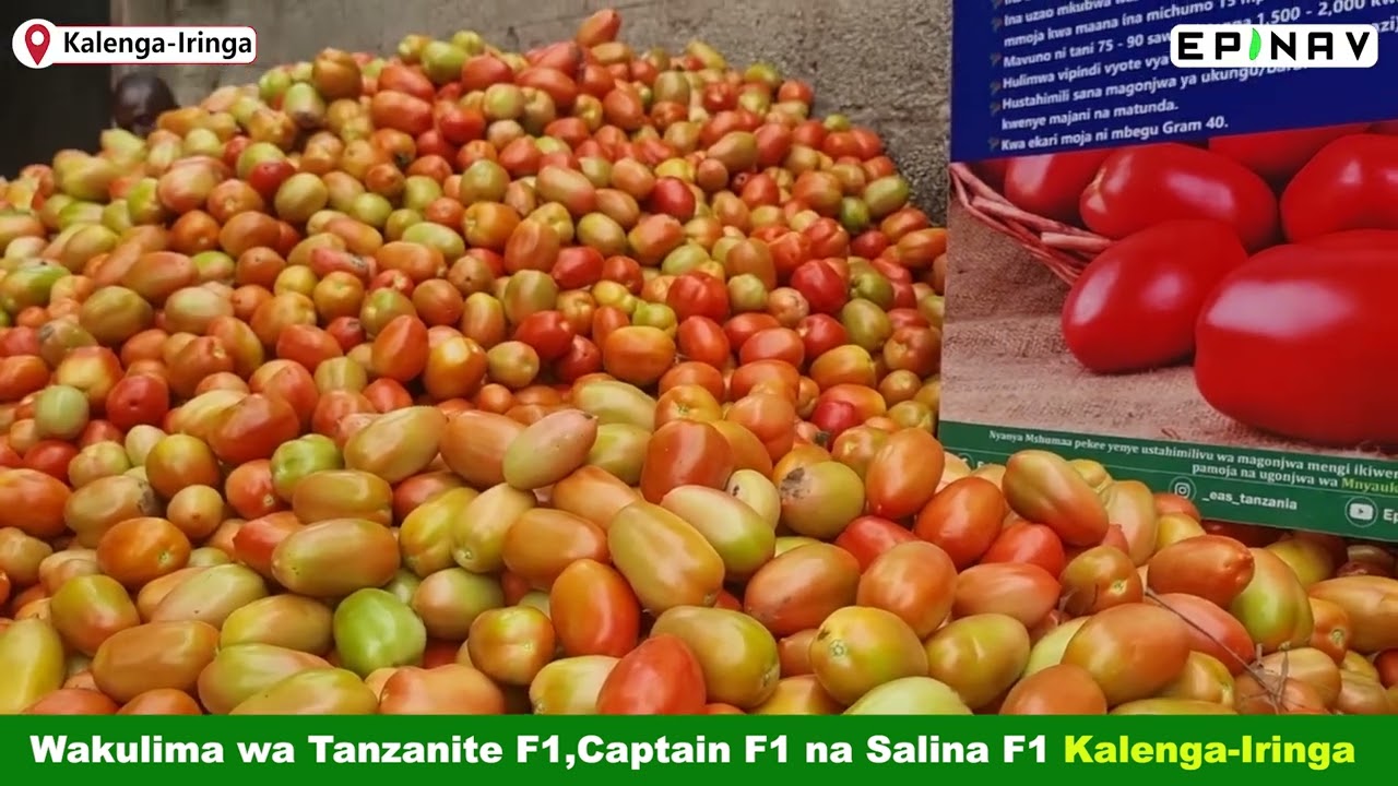 WAKULIMA WA KALENGA-IRINGA WAMESHANGAZWA NA MBEGU BORA TOKA EPINAV.