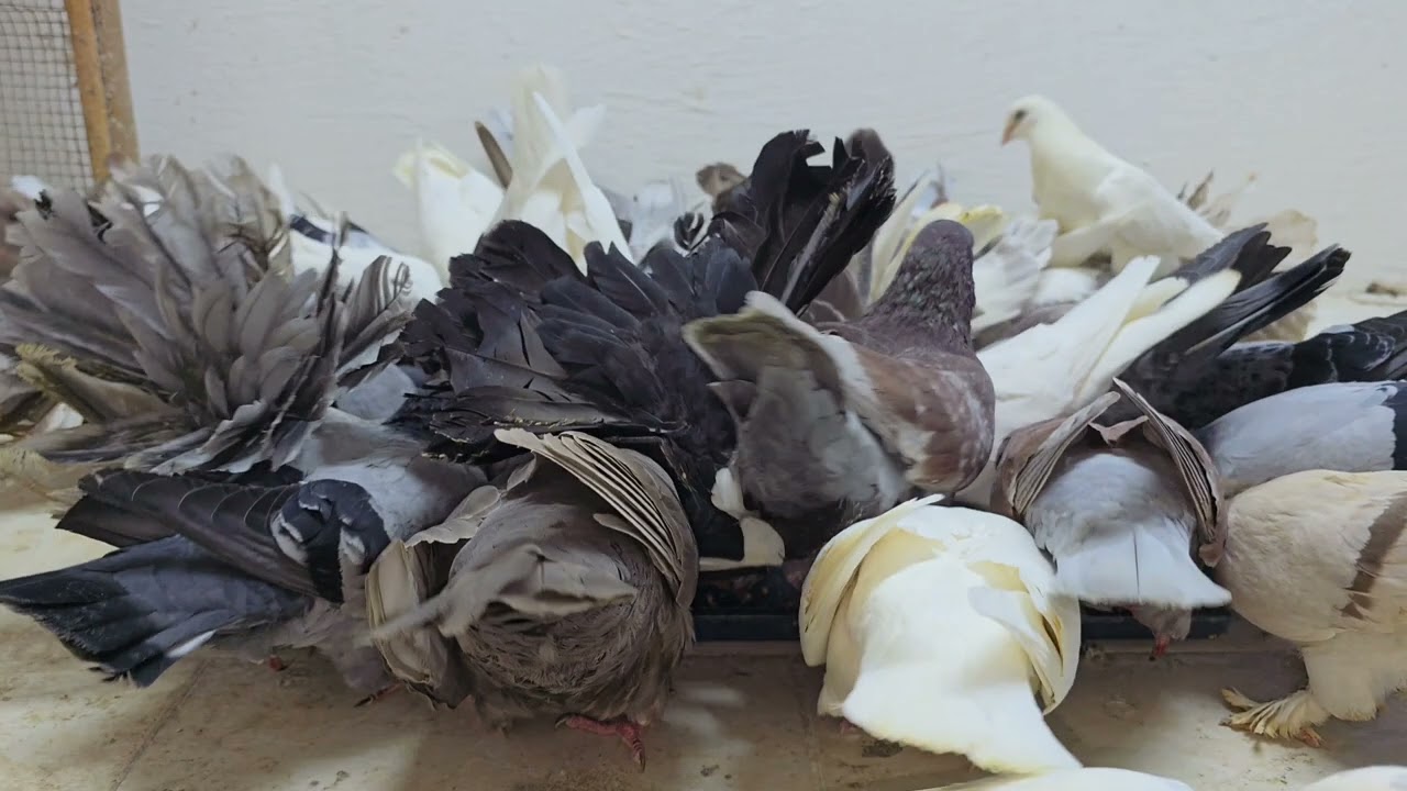 🤍💌🕊️