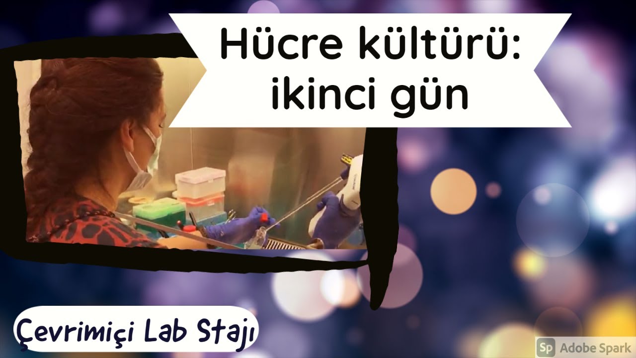Hücre kültürü 2. gün