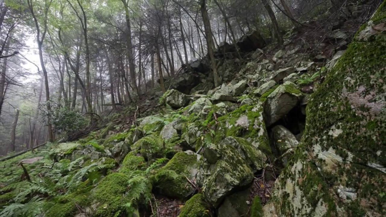 Pennsylvania Wildlife and Forestry History