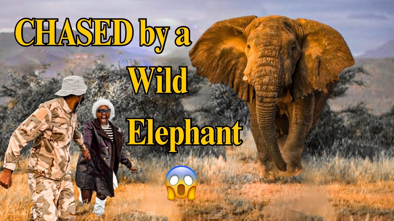 We Were Chased by Elephants in Amboseli 😱  ( Unforgettable Safari Moment)
