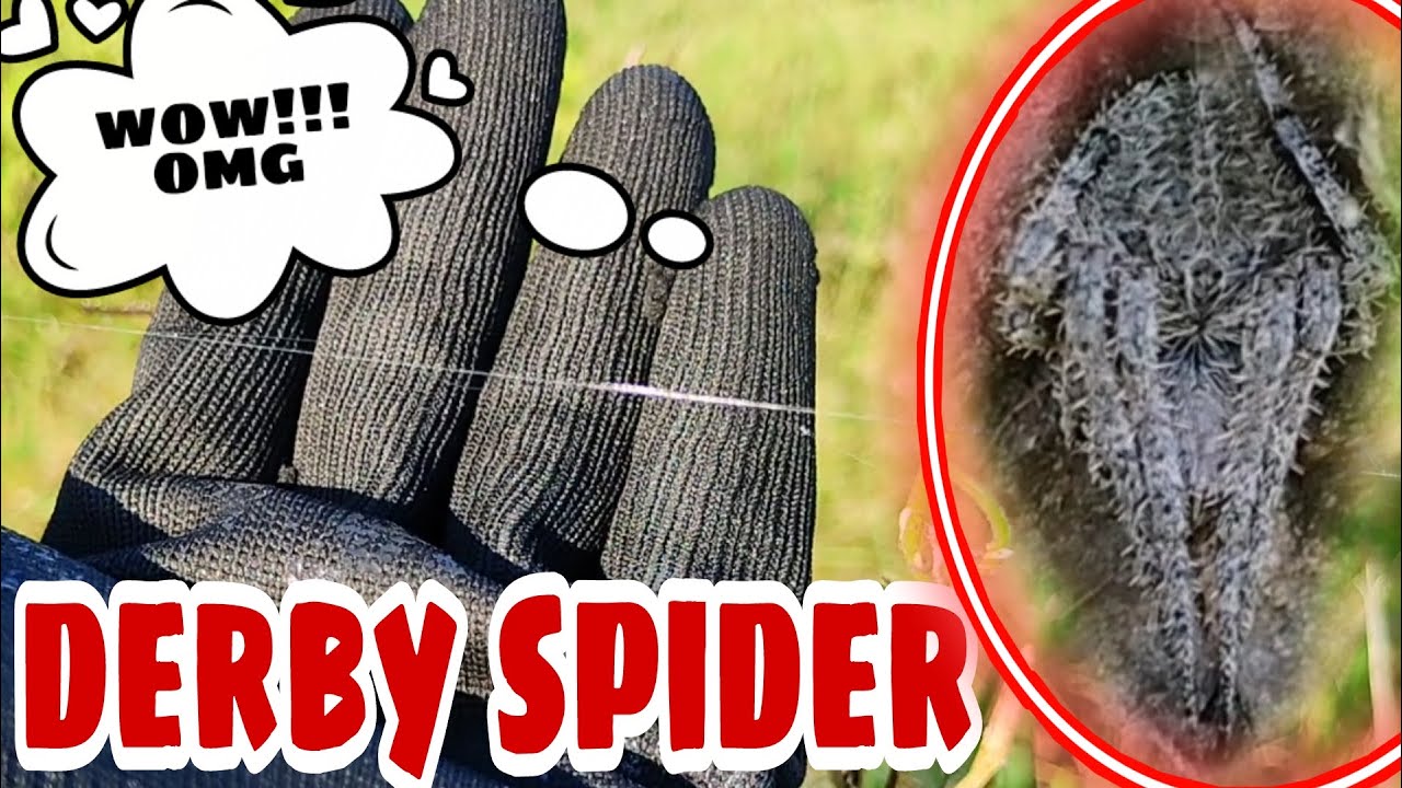 Spider Hunting / (Part 1) DERBY SPIDER /#gagam pet