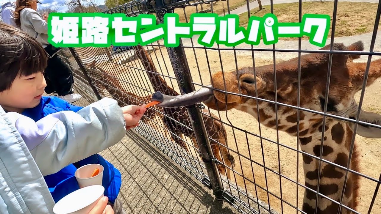 マイカーでサファリパークへ！ライオンや色んな動物に会える！キリンに餌やりもしたよ！姫路セントラルパーク