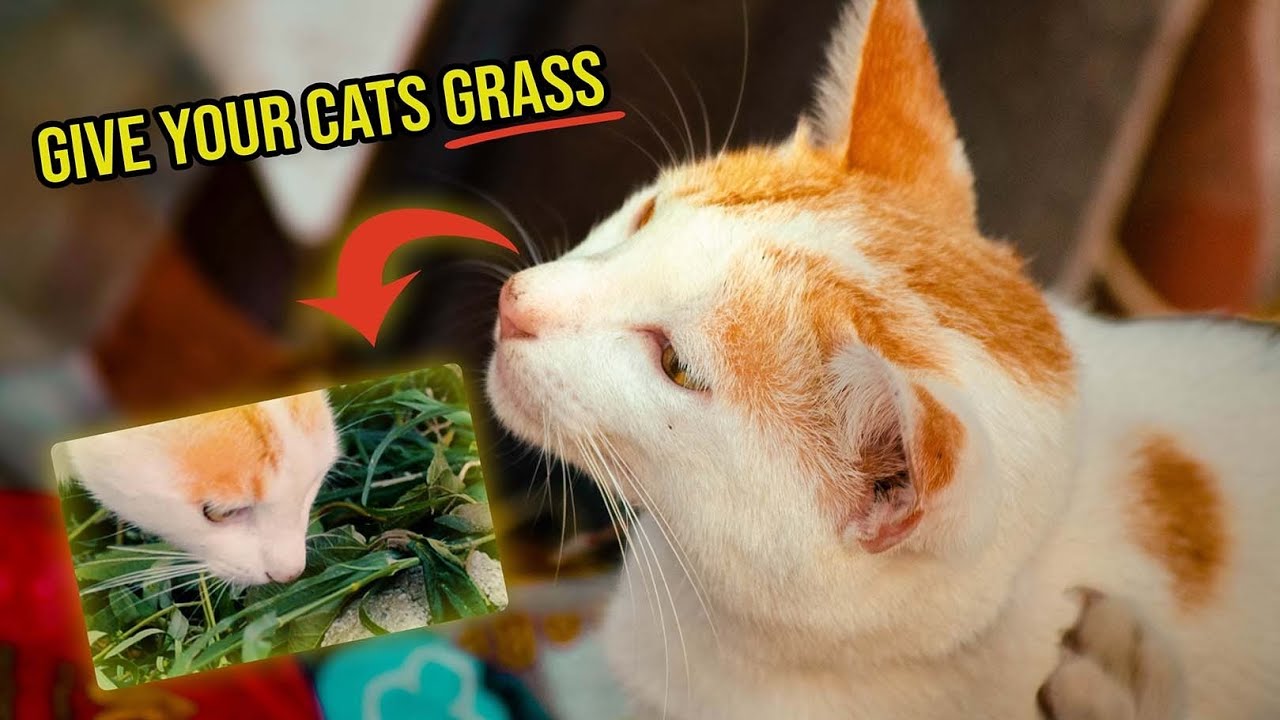 This cat eats garden weeds 🌱 on a garden 🏡 | Cats eats weeds | Short 🐱 Cat Film by Jarred Reyes