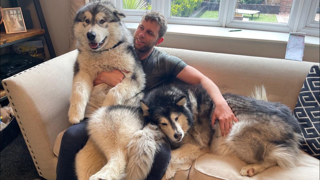 The DogFather! A Year In The Life Of Dad  (Cutest Clips)
