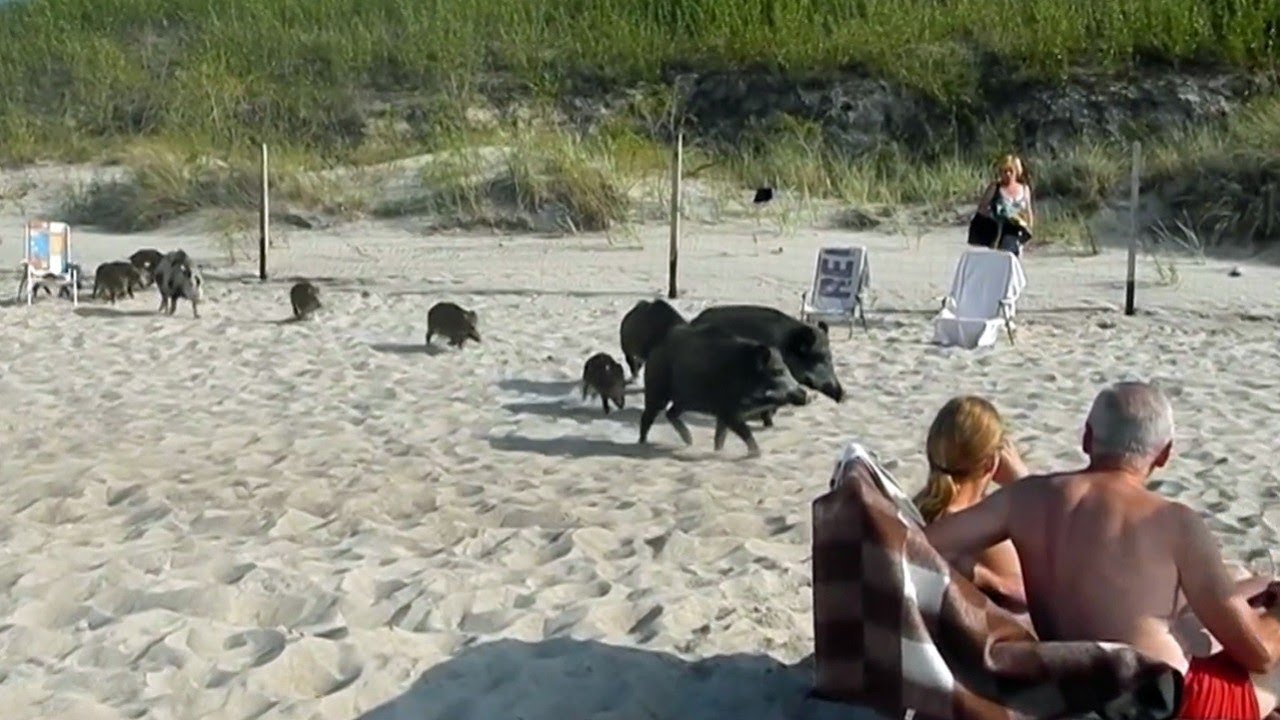 Polnische Überläufer: Auf Usedom terrorisieren Wildschweine die Touristen | SPIEGEL TV