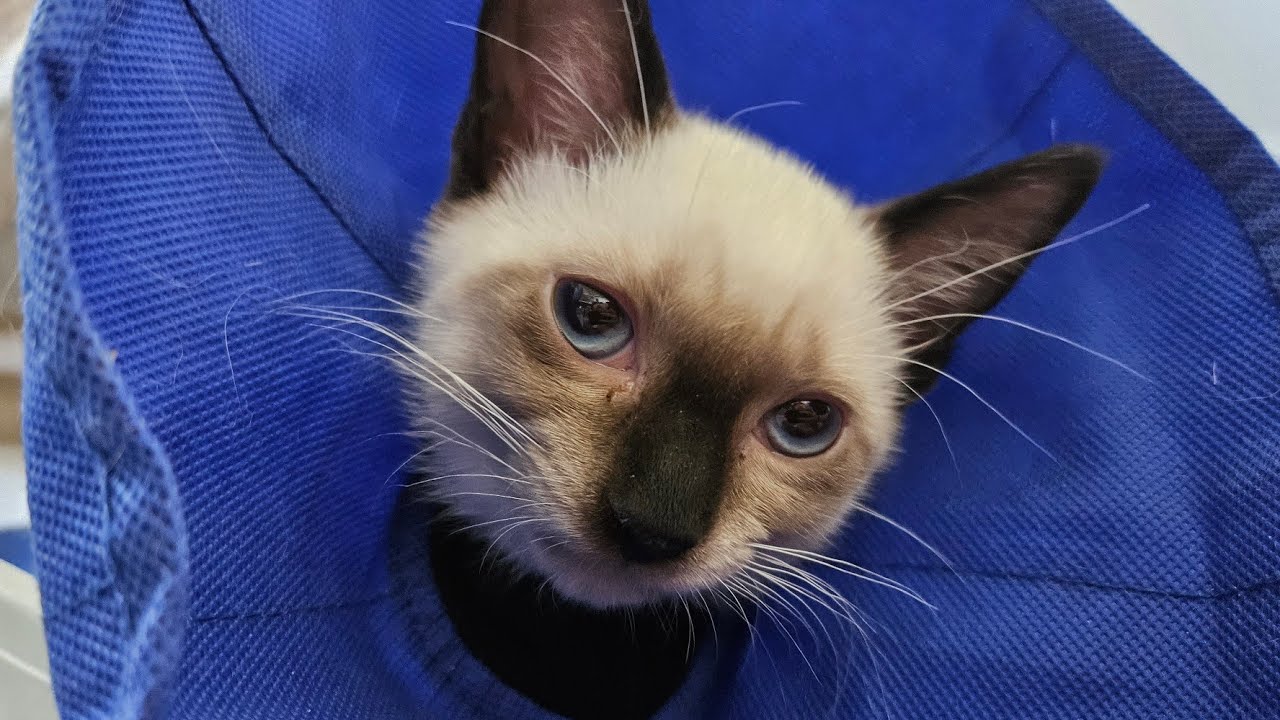 Kitten Gets The Cone Of Shame 😭