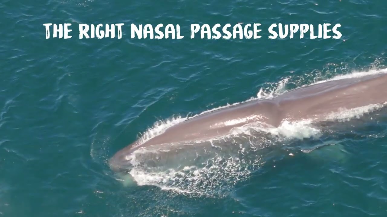 Sperm Whale at the Addo Canyon