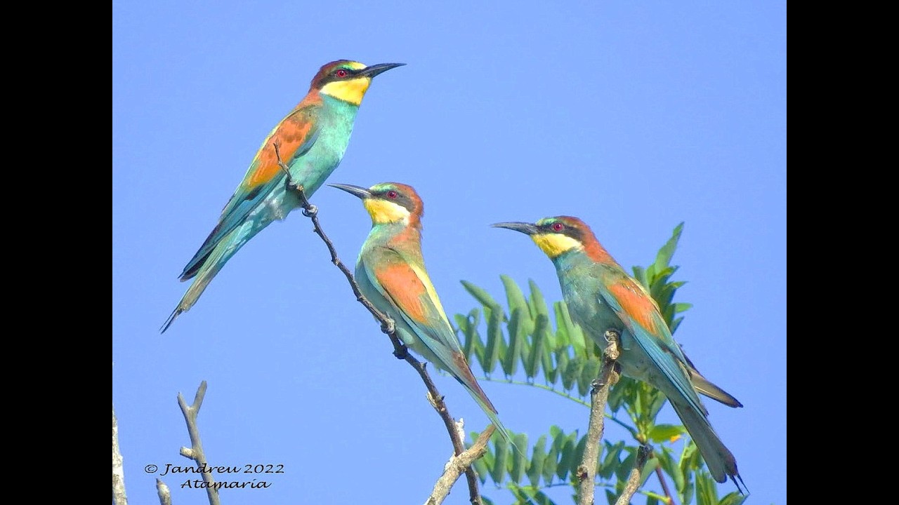 Aves y sus cantos  Atamaría