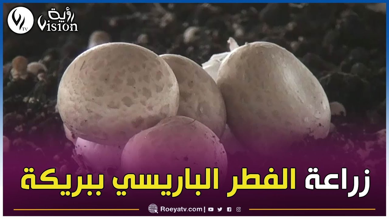 شاهدوا..المستثمر طارق رويشي من بريكة ينجح في زراعة الفطر الباريسي ويغطي السوق المحلية ويهدف التصدير