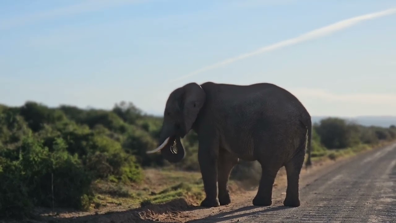 Slow drive with Gentle Giants in Addo