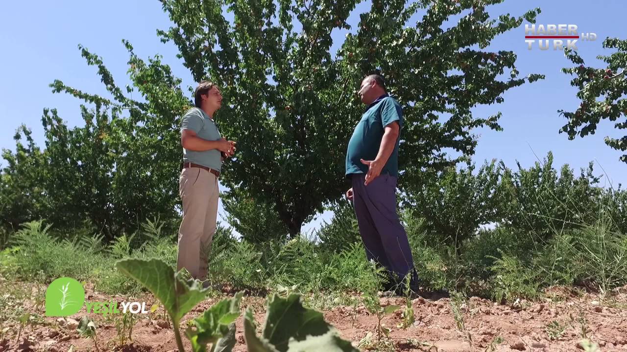 Yeşil Yol - 10 Eylül 2016 (Kayısı)