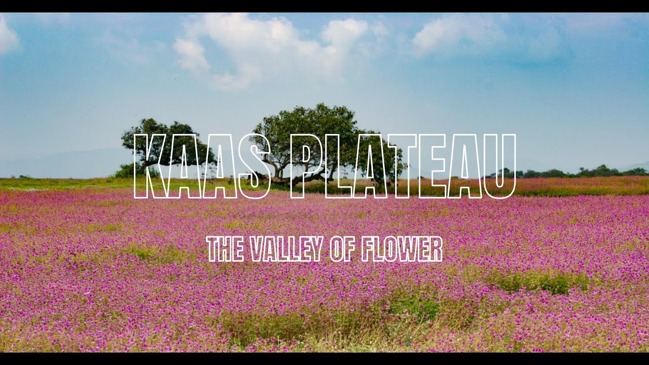 KAAS PLATEAU | THE VALLEY OF FLOWER |