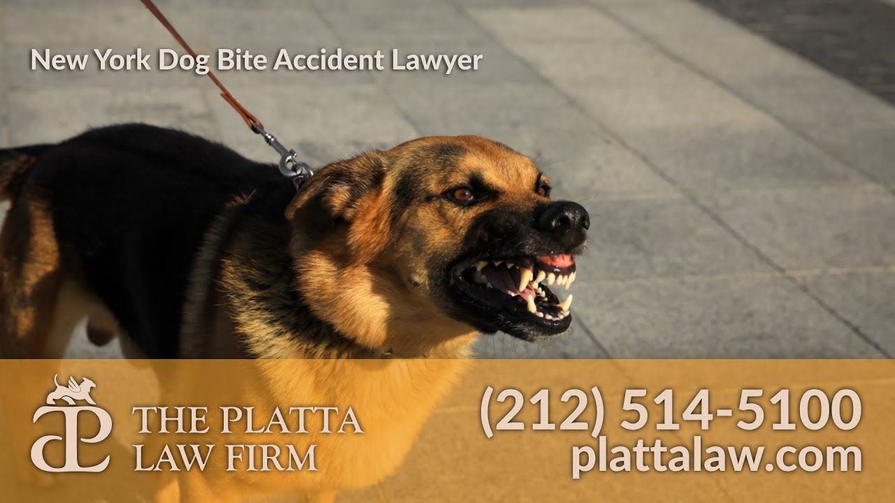 New York Dog Bite Accident Lawyer