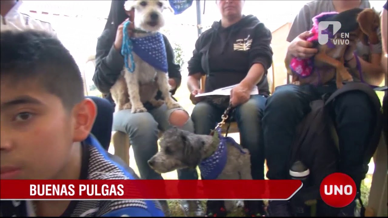Abren primer parque para perros en Bogot&aacute;