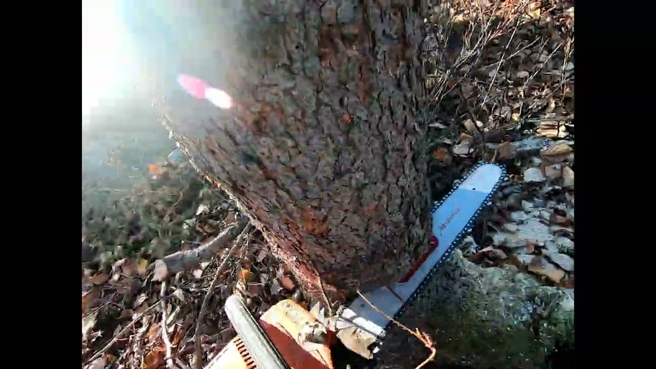 Quick drop on a dead spruce