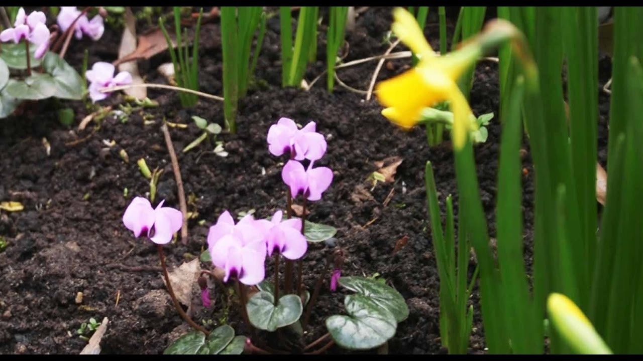 Get Gardening: Get Set with Cyclamen
