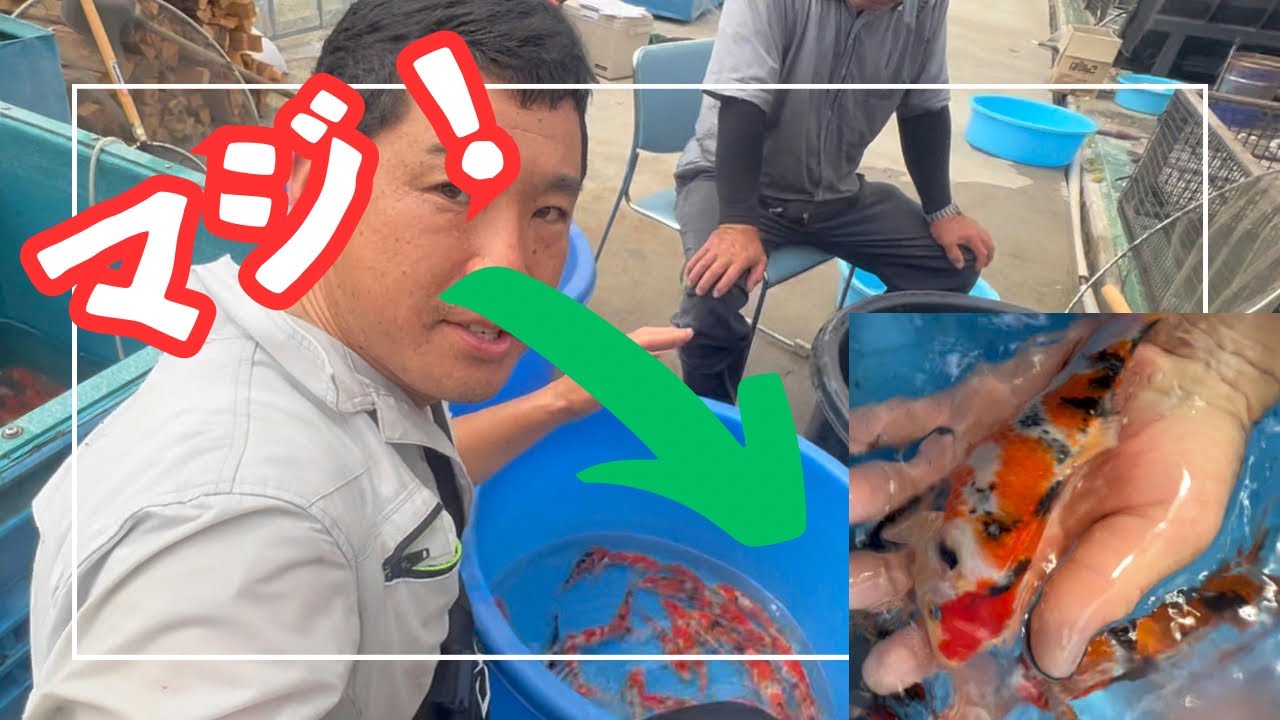 錦鯉の生産情報#koifish #koi #塩田養鯉場
