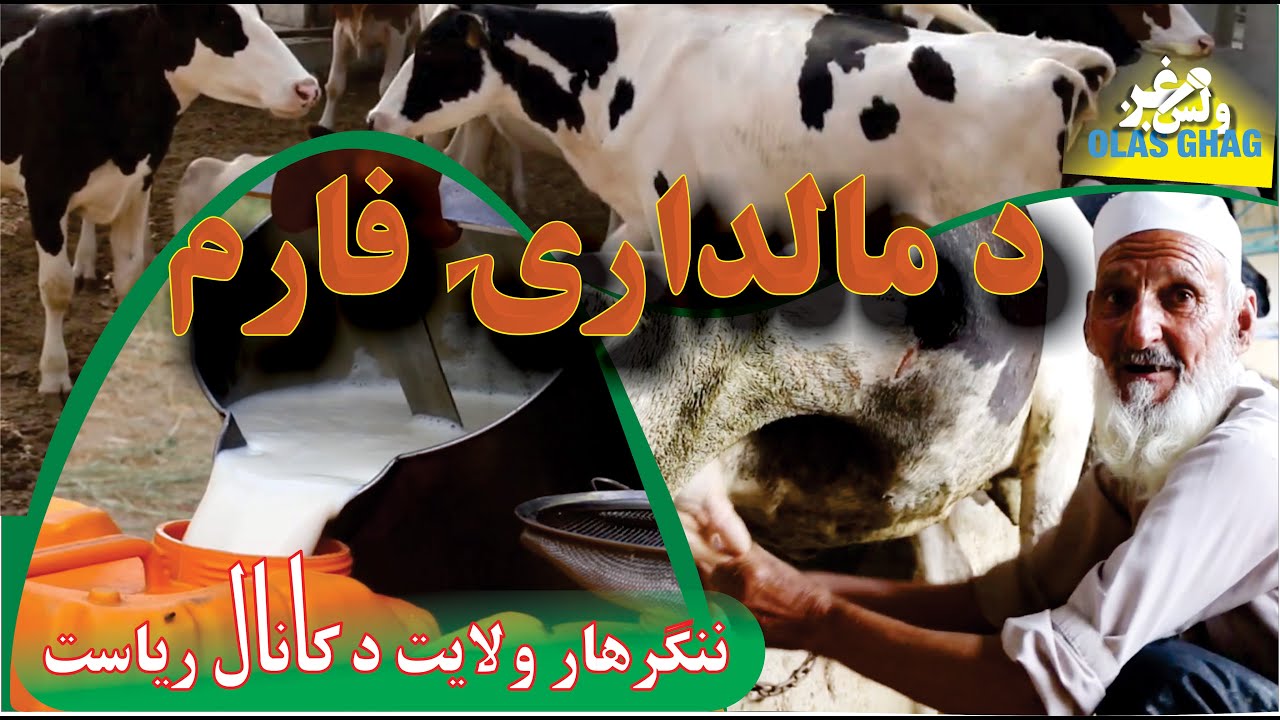 Dairy Farming/ Cow farming/ Animal Farming / د ننګرهار ولايت دکانال رياست د مالدارۍ فارم