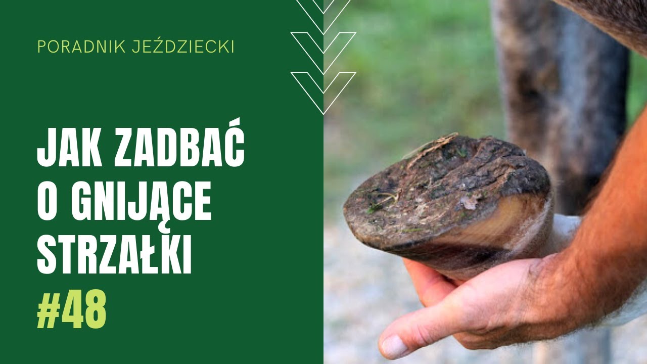 JAK ZADBAĆ O GNIJĄCE STRZAŁKI | Poradnik jeździecki #48
