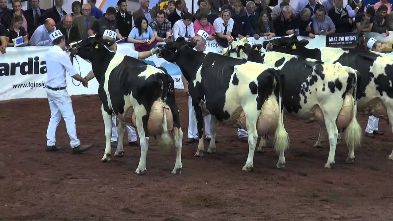 UK DAIRY DAY 2015 Holstein Classes