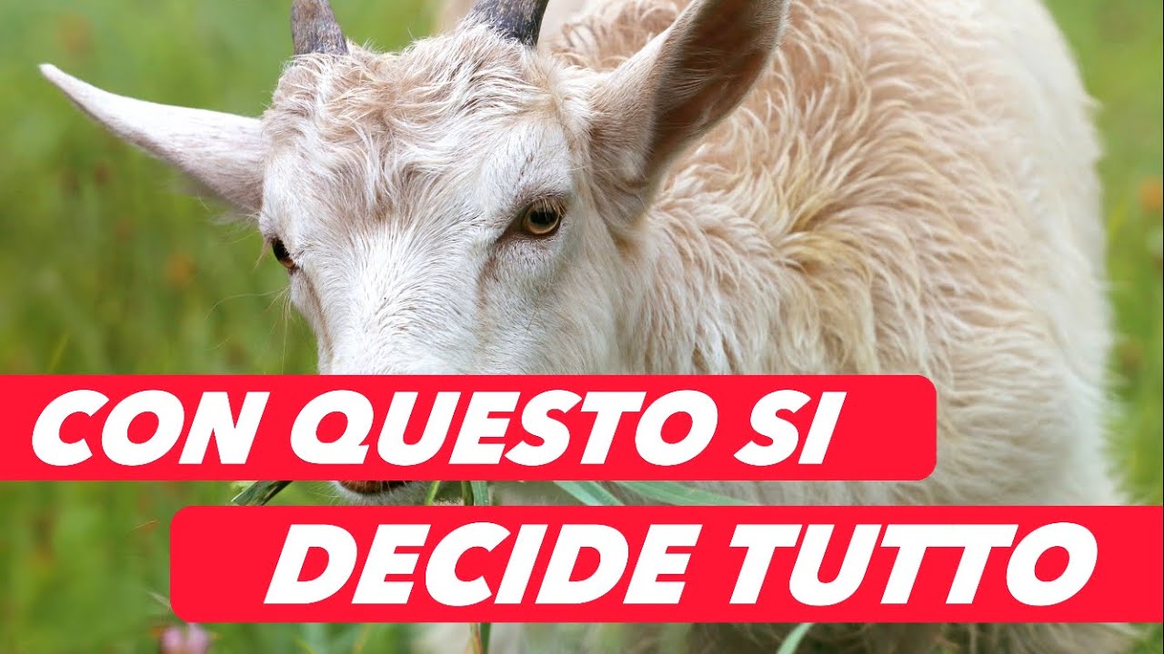 CAPRE | Come Gestire Al Meglio Parto e Svezzamento