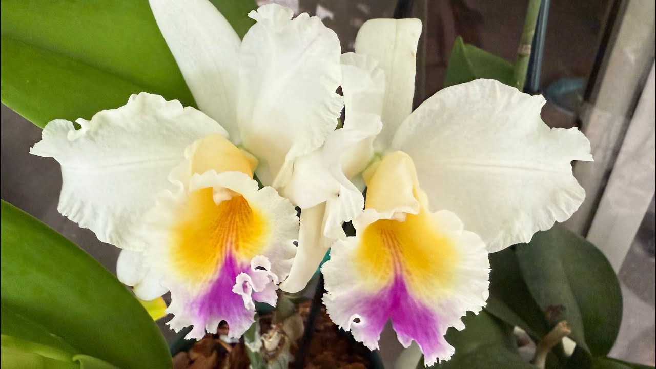 🌺 Loads of Orchid Blooms and Updates 🌺