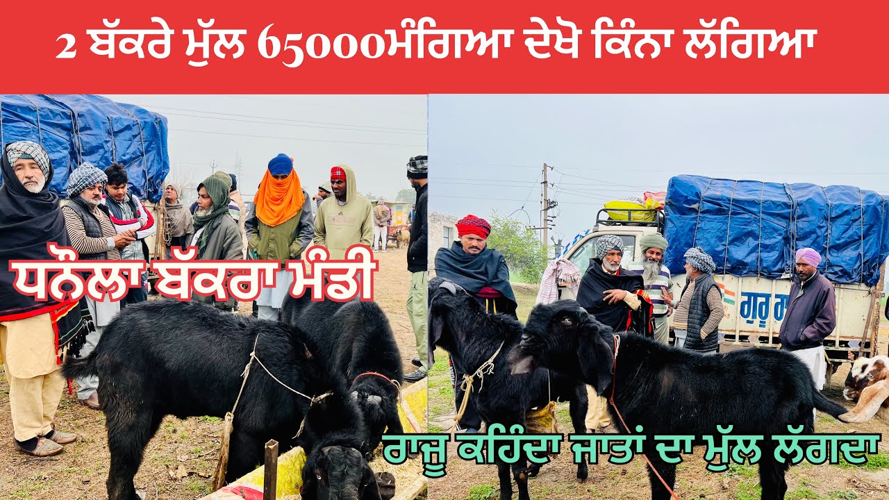 ਧਨੌਲਾ 2ਬੱਕਰੇ ਮੁੱਲ 65ਹਜਾਰ ਮੰਗਿਆ ਰਾਜੂ ਤੇ ਸਦੀਕ ਨੇ ਦੇਖੋ ਕਿੰਨਾ ਲਾਇਆ#goatfarming #naveedkhangoatfarm #gami