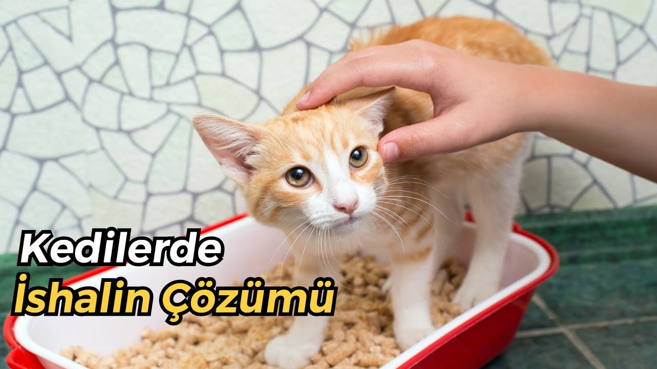 KEDİ İSHAL OLURSA NE YAPMALI? (Kedilerde İshal Sebepleri ve Tedavisi - Kedilerde İshal)