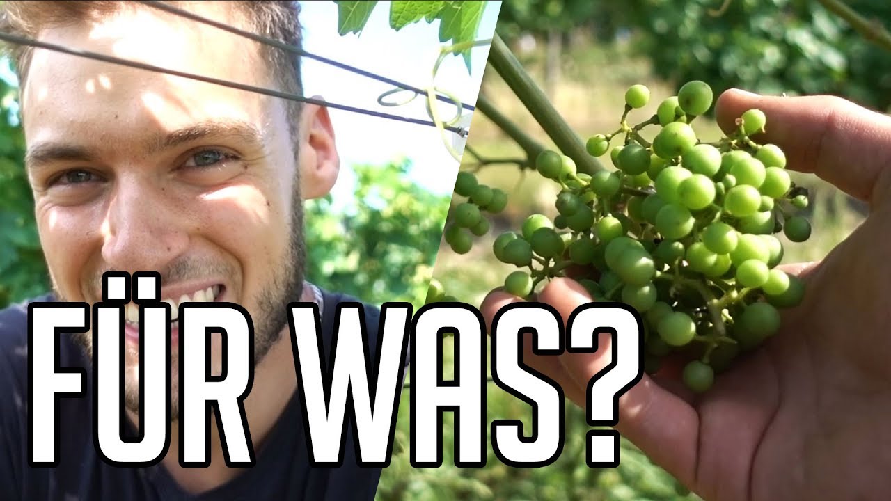 ENTBLÄTTERUNG - Für Was? Genaue Erklärung | WEINBAU/WEIN 🍷 | Weinbauvlog