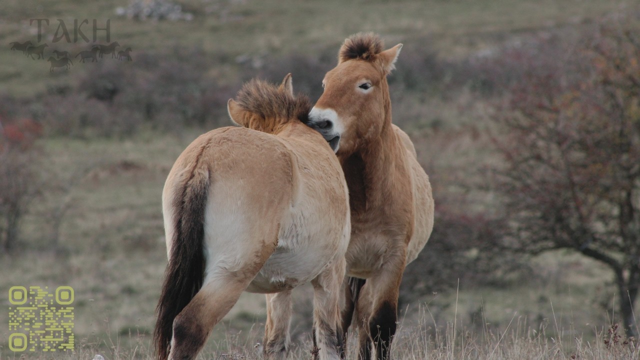 webinaire histoire du cheval de Przewalski par Takh