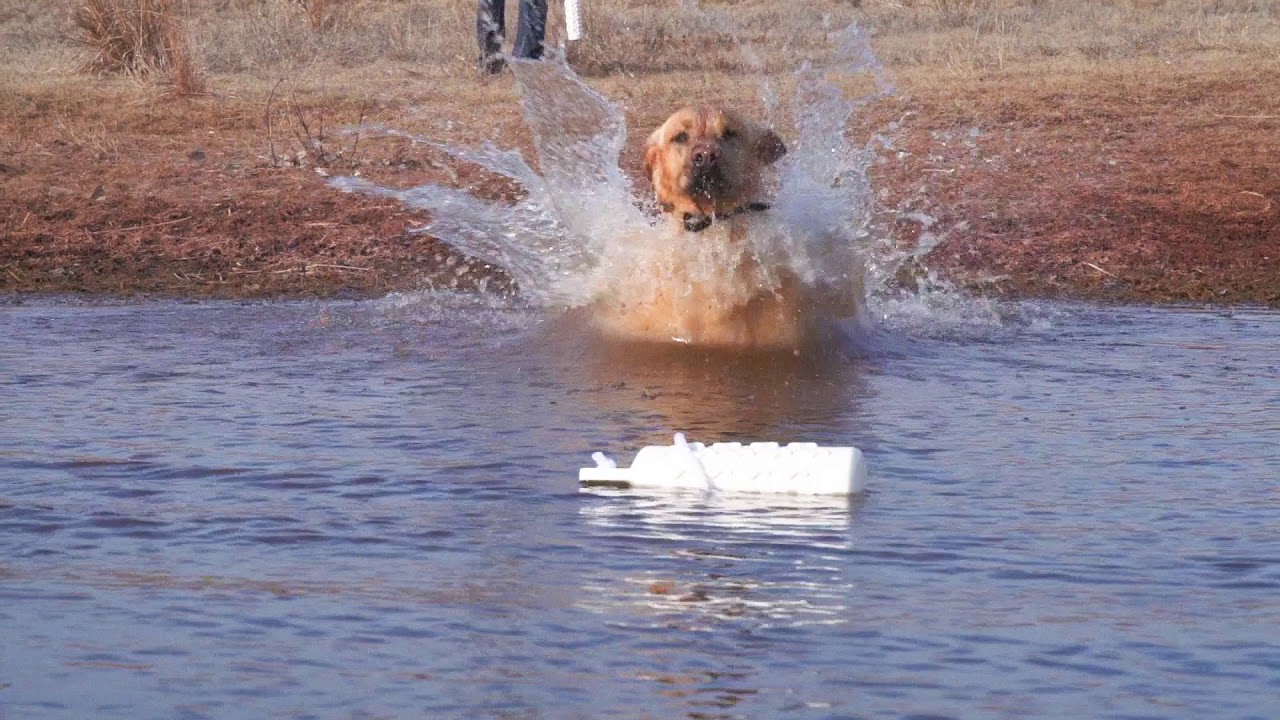 DT Systems Waterfowl Retriever Training