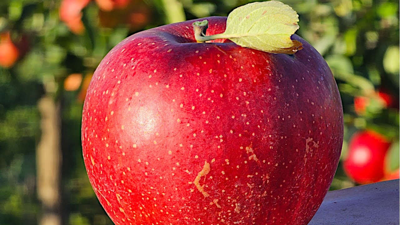 Harvesting our beautiful Wellant apples in 2025!