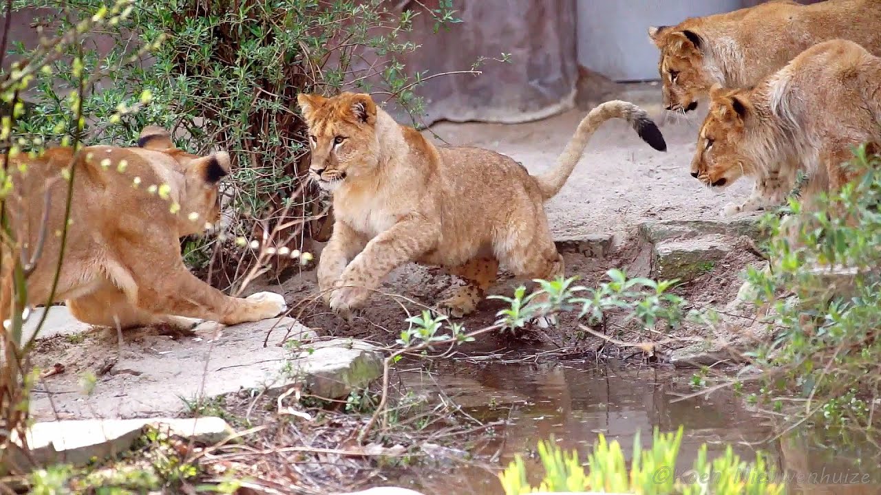 Leeuwenwelpjes Zoo Antwerpen maart 2022 | Lion cubs Antwerp Zoo March 2022